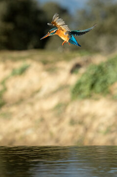 Adult female Common kingfisher fishing in a river in the last light of the afternoon of a winter day