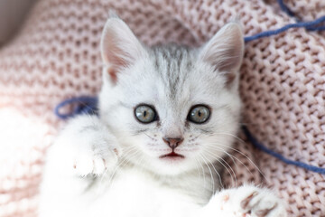 Cute gray and white kitten close-up on a light knitted blanket. Pets. Comfort.
