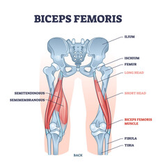 Biceps femoris muscle with human leg and thigh structure outline diagram. Labeled educational medical physiology scheme with detailed bone anatomy vector illustration. Hamstrings muscular system.