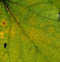 closeup green leaf texture