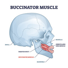 Buccinator muscle with human major facial and chin bones outline diagram. Labeled educational scheme with parotid duct, mandible and maxilla location and physiological anatomy vector illustration. © VectorMine
