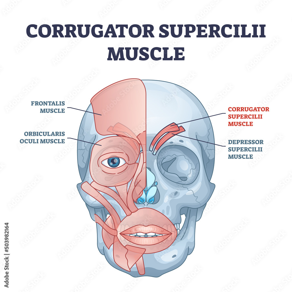 Poster Corrugator supercilii muscle anatomy for eyebrows movement outline diagram. Labeled educational face muscular system explanation with facial physiology vector illustration. Occipitofrontalis location.