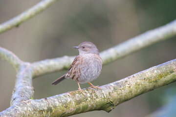 Dunnock on a branch