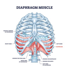 Diaphragm muscle as body ribcage dome muscular system outline diagram. Labeled educational scheme with human bones for respiration and breathing vector illustration. Thoracic skeletal muscle location. - obrazy, fototapety, plakaty
