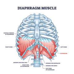 Diaphragm muscle structure with transparent ribcage bones outline diagram. Labeled educational scheme with muscular system for central tendon, dome and openings for esophagus vector illustration. - obrazy, fototapety, plakaty