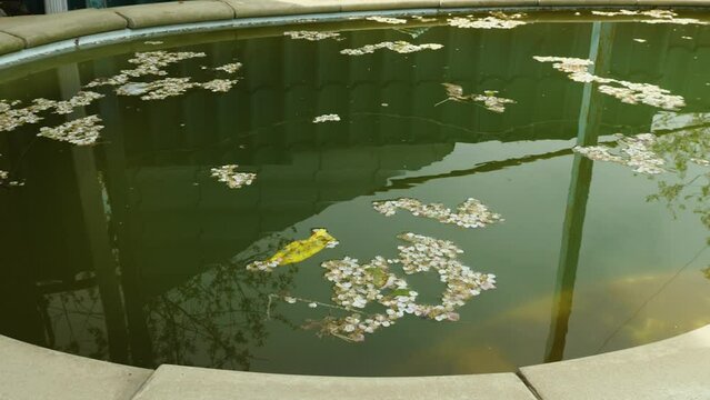 Dirty home pool with trash and leaves on the surface of the water. A run-down backyard pool with green wading water