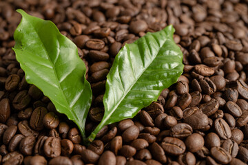 Coffee bean medium roasted with leaf in fresh morning.