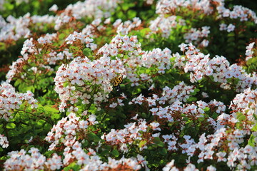 Obraz premium the growing flowers in the garden