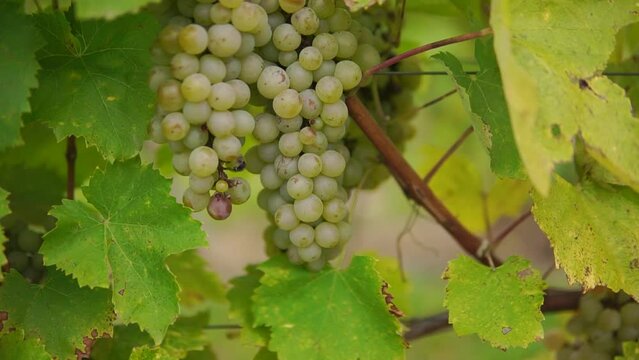 Bunch of ripe white grapes on the vine close-up