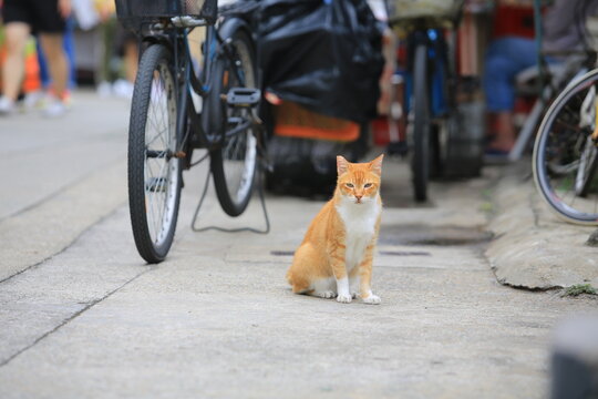 Ginger Cat Take A Walk In The Village Of Road
