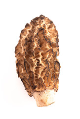 Morel Mushrooms Isolated on White Background