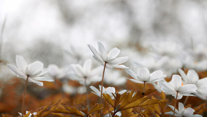 Białe kwiatki na białym w porannym świetle. - obrazy, fototapety, plakaty