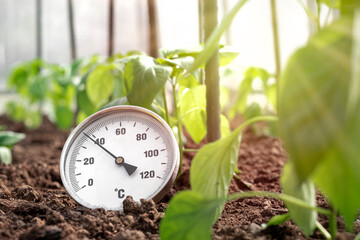 the thermometer measuring the temperature in the greenhouse between the seedlings. Control of the ideal temperature for seedling growth. - obrazy, fototapety, plakaty