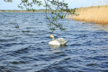 A pair of white swans float on the surface of a blue lake. Two white swans on blue water. Ripples and glare on the surface.