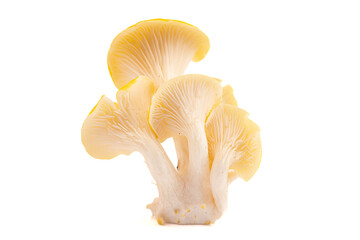 Fresh Yellow Chanterelle Mushrooms Isolated on a White Background