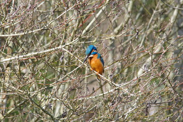 kingfisher on a branch