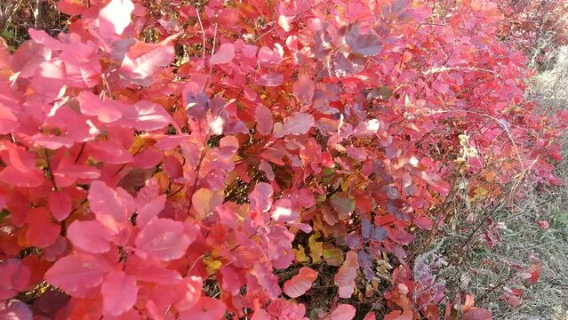 Beautiful Cotinus bush with red leaves. Autumn time.