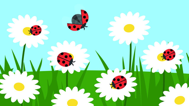 daisies grow in the grass, a ladybug sits on a daisy, a ladybug flies