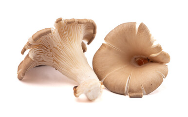 Fresh Trumpet Mushroom on a White Background
