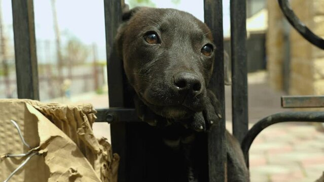 Close-up of a cute cuddly black puppy poking his head through the bars of a black lattice. Selective focus. A beautiful unbred puppy enclosed in an aviary