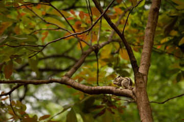 squirrel on tree