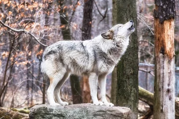 Foto op Canvas grijze wolf canis lupus in bos huilt © Allison