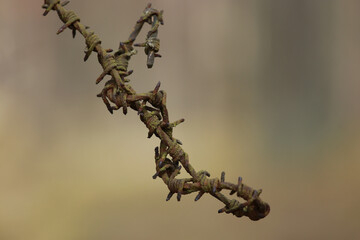 thorns on a branch,old rusty barbed wire, most likely from the time of the Great Patriotic War.