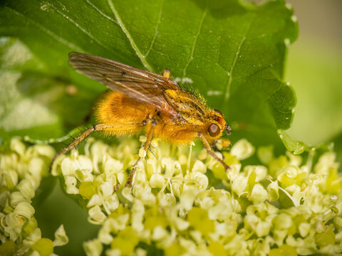 Yellow dung fly, Scathophaga stercoraria.