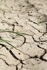 Green plant on dry, spoiled ground, the concept of drought, soil salinization, crop failure.Vertical frame, soft selective focus. Ecology and well being of ecosystems