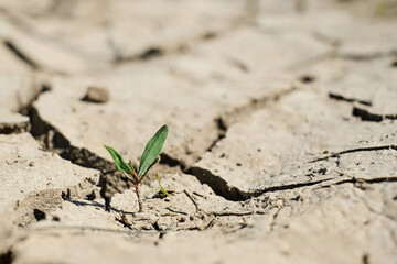 Small green plant on dry, spoiled ground, the concept of drought, soil salinization, crop failure....