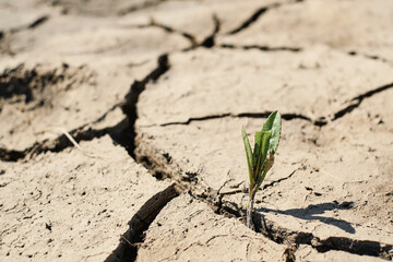 Green sprout with dry cracked earth, ecology problems, earth protection, soft selective focus