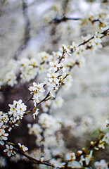 Lovely delicate cherry blossom in warm spring weather for background