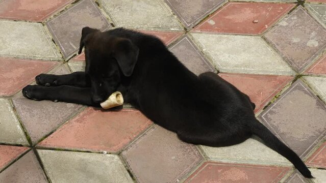 Cute black puppy playing with an old bone lying on a sidewalk tile. A beautiful puppy with no breed is playing in the backyard