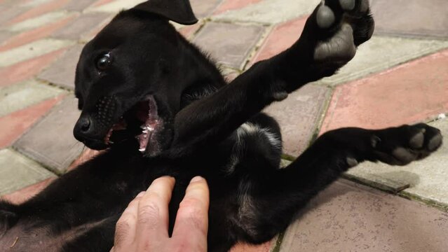 Close-up of a cute black and white-spotted puppy lying on his back on a sidewalk tile. A man's hand is scratching the dog's belly. The handsome unbred puppy is cowering and dangling his paws