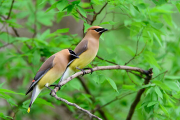 Pair Of Cedar Waxwings Perched On Limb-5623