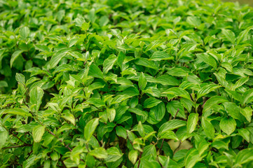 Clipped bushes with bright green leaves
