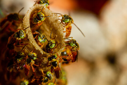 Colmeia Jata&iacute; 