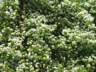 Fototapeta na wymiar Pears are blooming. Snow-white blooming pear among the greenery.