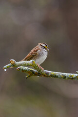 White Throated Sparrow Perched On Limb-4612