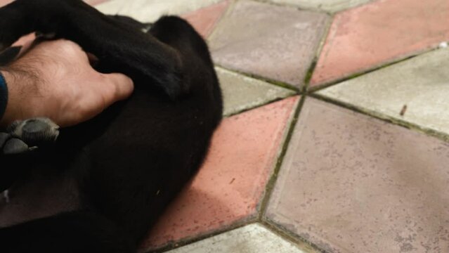 Close-up of the owner's hand scratching the belly of a cute black and white spotted puppy lying on his back. In slow motion. A beautiful puppy with no breed cackling and dangling his paws