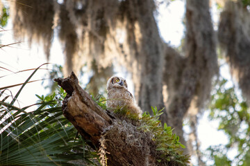 young great horned owl 