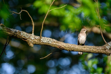 Wide Angle Of Mockingbird Perched In Tree-5494