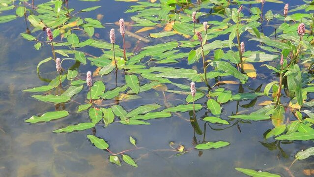 Pink Persicaria flowers on the water in a pond on a summer day	