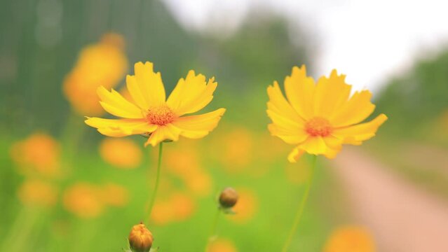 Yellow and red flowers in the park on a summer day	
