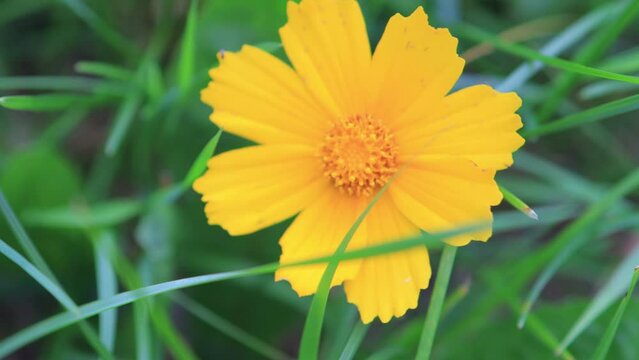 Yellow and red flowers in the park on a summer day	