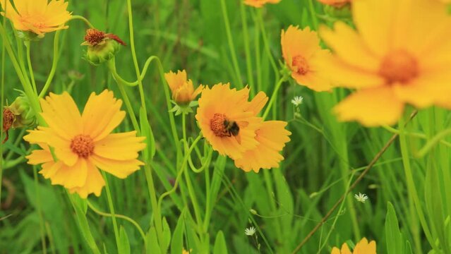 Yellow and red flowers in the park on a summer day	