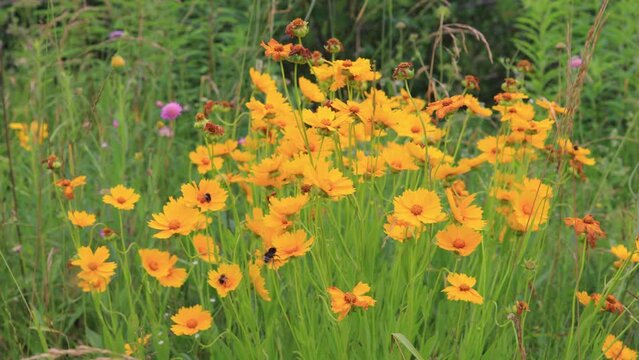 Yellow and red flowers in the park on a summer day	