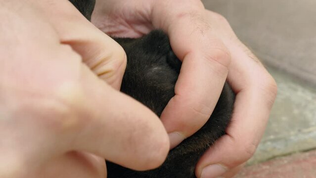 A close-up of a man's hand removes a large tick from the dog's skin. The finger recovers the blood-drinking tick from the puppy's body