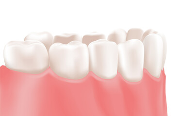 Healthy Clean Teeth and Gums of Lower Jaw. The Side of the Denture. Isolated Model for Dental Education and Dentist. Realistic style. White Background. Vector illustration for Dental Care and Medicine
