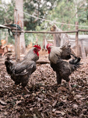 Two roosters are looking to each other before fighting on in a Mexican backyard full of leaves